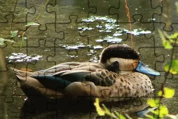 Anatra ottentotta jigsaw puzzle