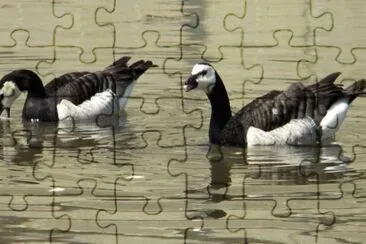 Anatra facciabianca jigsaw puzzle