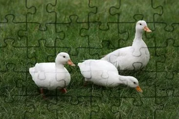 Anatra nana jigsaw puzzle