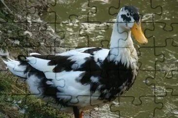 Anatra pezzata ancona jigsaw puzzle