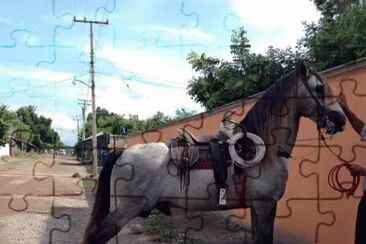 pinto jigsaw puzzle