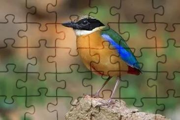 Pitta moluccensis jigsaw puzzle