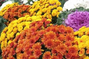 imagem jigsaw puzzle