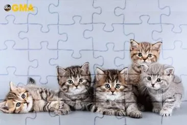 CAT jigsaw puzzle