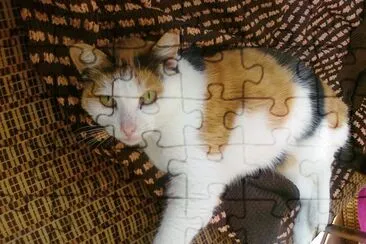 British shorthair calico jigsaw puzzle