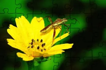Riportus linearis jigsaw puzzle