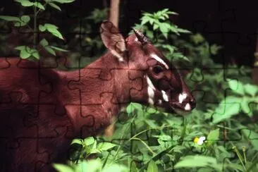 Saola jigsaw puzzle