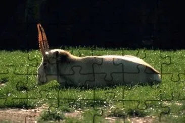 Saiga jigsaw puzzle