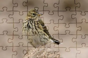 Pispola jigsaw puzzle
