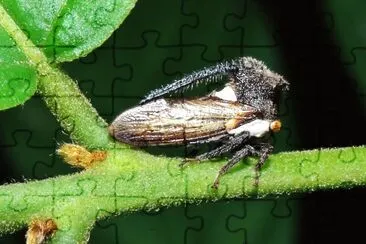 Treehopper horner