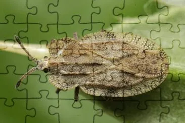 פאזל של Tingis ampliata