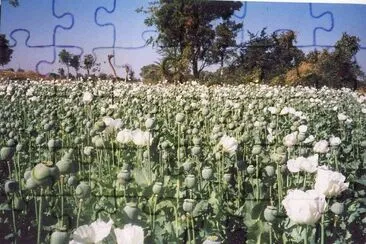 Opium jigsaw puzzle