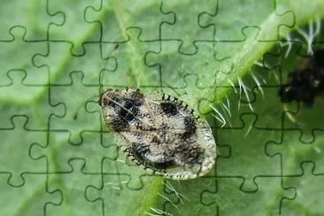 פאזל של Dictyla humuli