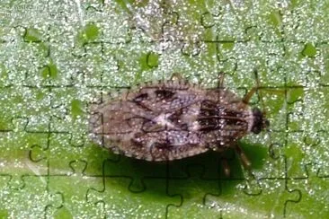 פאזל של Dictyla nassata