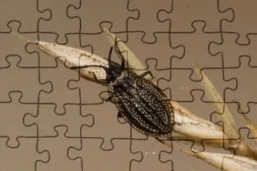 פאזל של Acalypta marginata