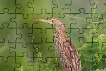 Tarabusino cinese jigsaw puzzle