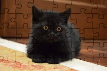 British shortair nero jigsaw puzzle
