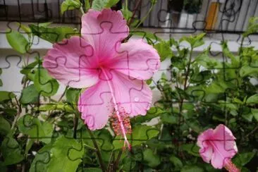 Flor cortijo