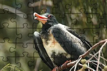 Fregata minore