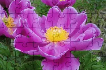 flores jigsaw puzzle