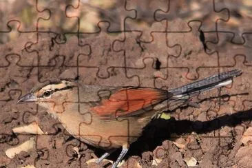Brown crownedt chagra