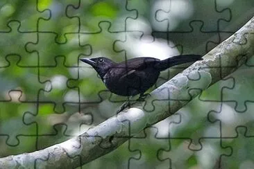 Sooty boubou jigsaw puzzle