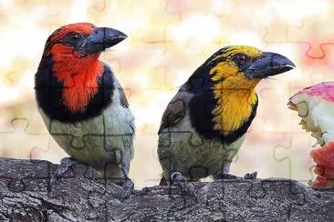 Lybius torquatus jigsaw puzzle