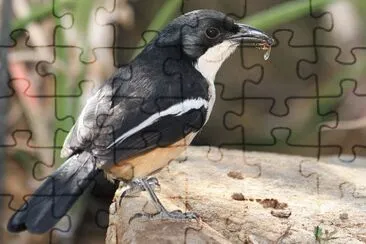 Boubou meridionale jigsaw puzzle