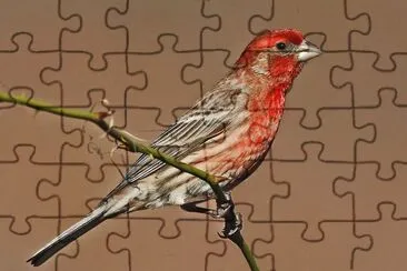 Ciuffolotto messicano jigsaw puzzle