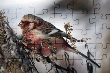 Ciuffolotto siberiano jigsaw puzzle