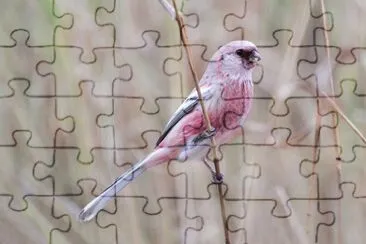 Ciuffolotto rosato codalunga