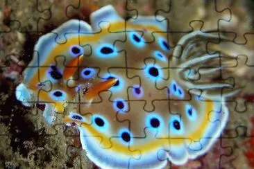 Goniobranchus geminus