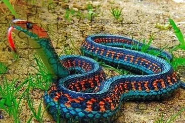 natural jigsaw puzzle