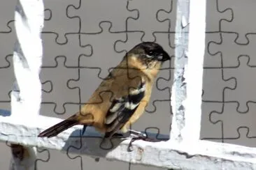 A very beautiful small bird jigsaw puzzle