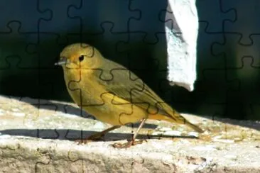best friend of the other beautiful small bird jigsaw puzzle