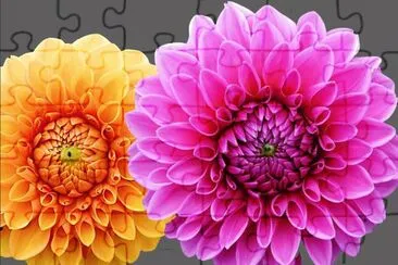 Dahlias