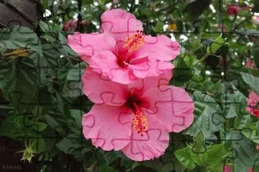 flores