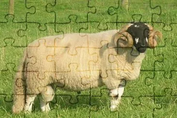 Long jigsaw puzzle