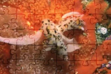 Ancula jigsaw puzzle