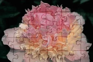 פאזל של flores