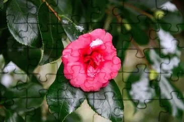 פאזל של flores