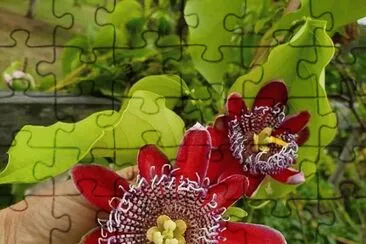 flores jigsaw puzzle