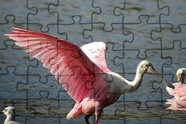 פאזל של Roseate Spoonbill in flight