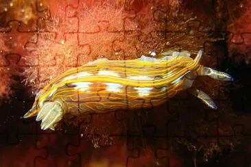 Hipselodoris villafranca jigsaw puzzle