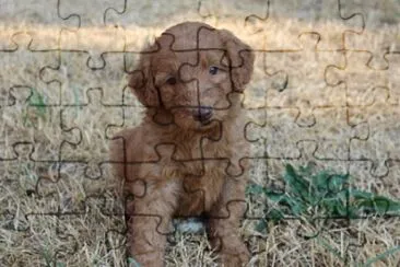 Doudleduodle jigsaw puzzle