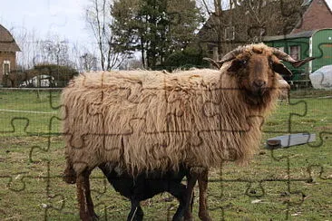 Roux du valais