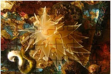 Dirona albolineata jigsaw puzzle