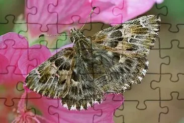 Carcharodus alceae jigsaw puzzle