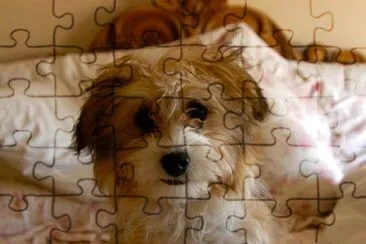 Corgipoodle jigsaw puzzle