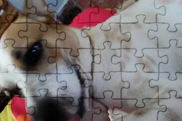 Mi perrudo Pirulo. jigsaw puzzle